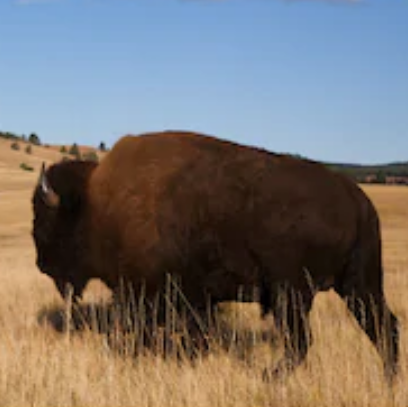 buffalo grazing on a North Dakota plain